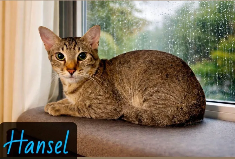 A young medium-sized male Tabby (Brown / Chocolate) Domestic Short Hair cat named Hansel for adoption in Englewood, FL