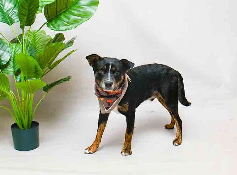 A young medium-sized male Tricolor (Brown, Black, & White) Terrier dog named Ben for adoption in Sanford, FL