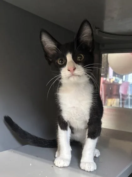 A young small-sized male Black & White / Tuxedo Domestic Short Hair cat named Ralfie for adoption in Harlingen, TX