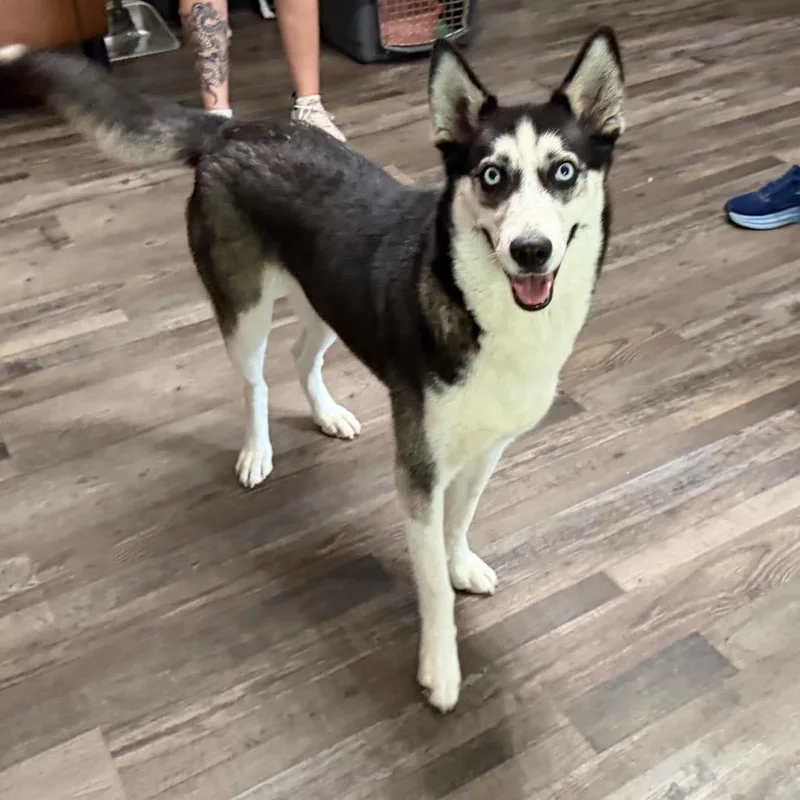 An adult large-sized female Black Husky dog named Maggie for adoption in Sequatchie, TN