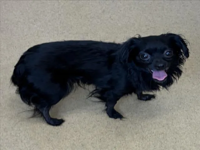 A young small-sized female Chihuahua dog named Antonela for adoption in Derwood, MD