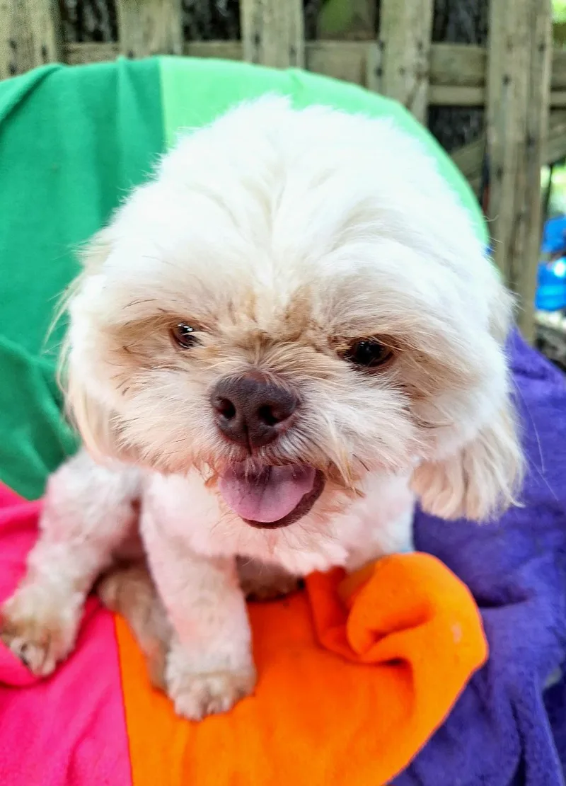 An adult small-sized male White / Cream Shih Tzu dog named Mouton MVT for adoption in Missouri City, TX
