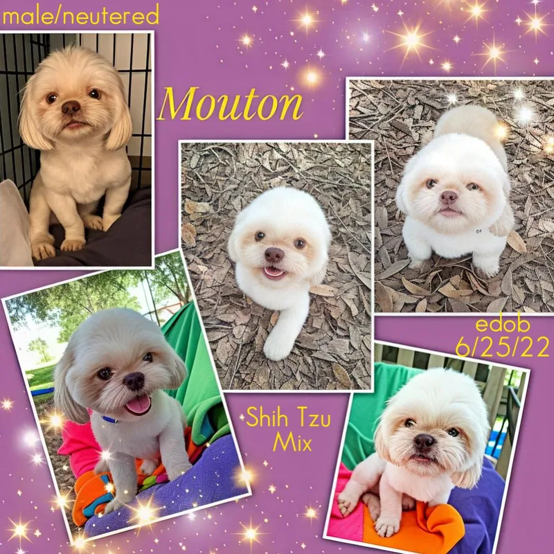 Mouton MVT thumbnail 2