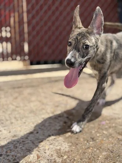 A baby small-sized female Smooth Fox Terrier dog named Bonnie for adoption in Morton Grove, IL