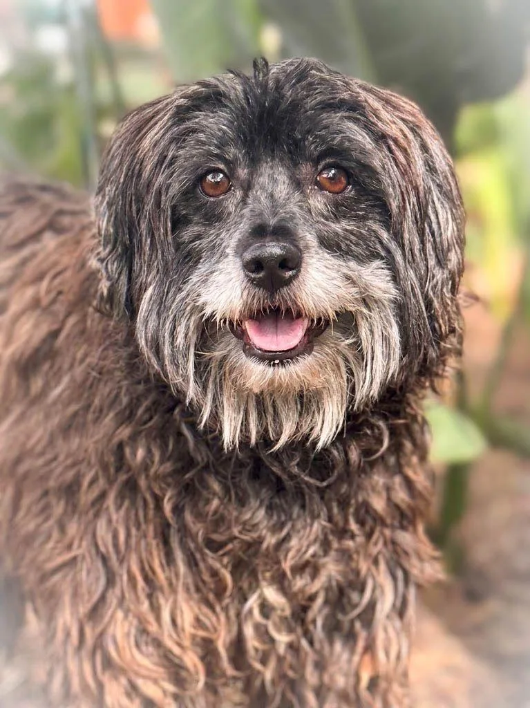 An adult small-sized female Black Terrier dog named Daisy for adoption in San Pedro, CA