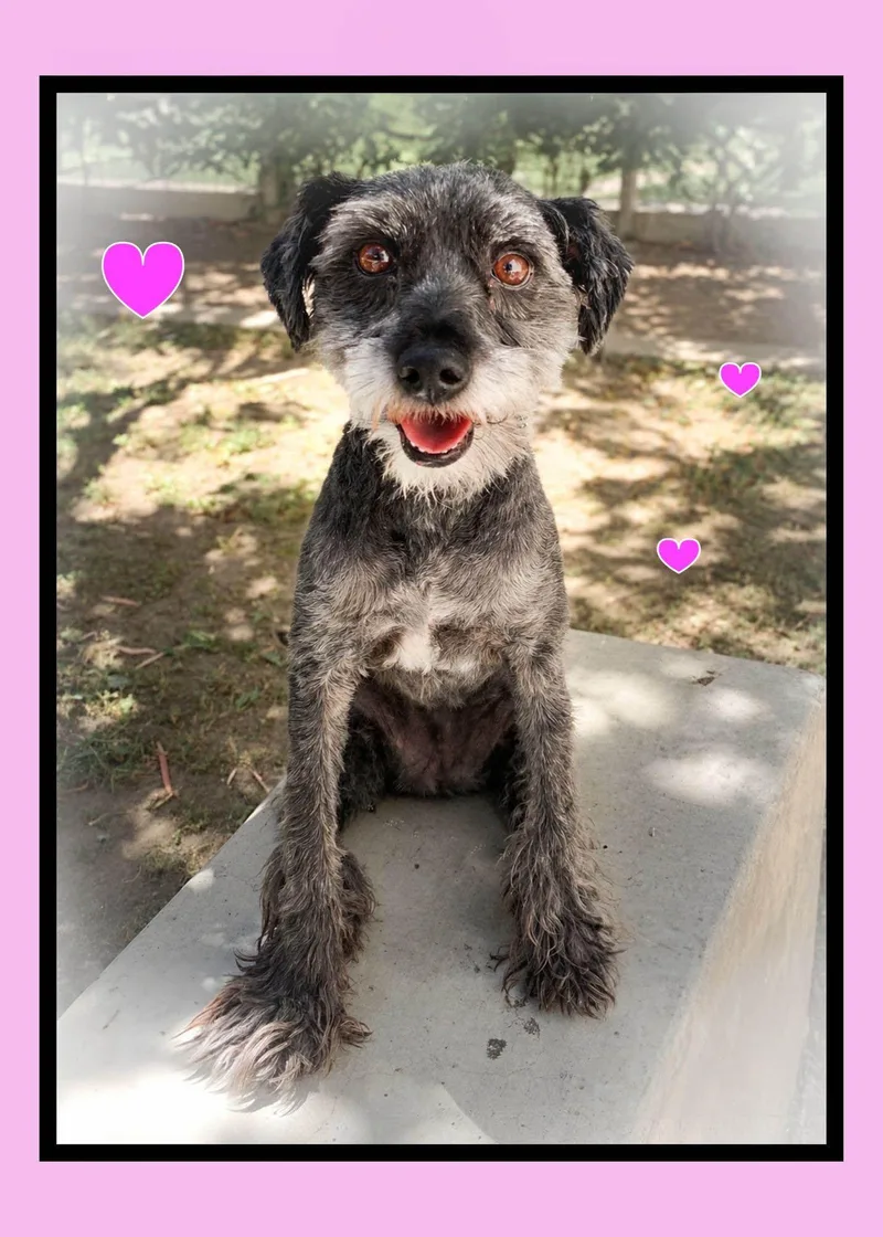 Daisy thumbnail 2