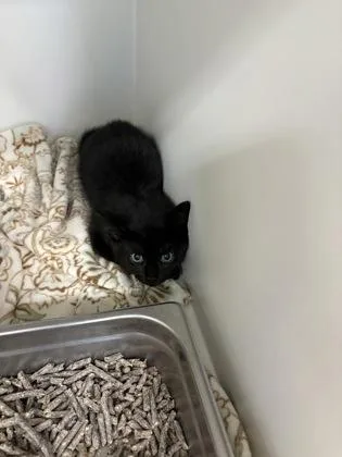 A baby small-sized male Domestic Short Hair cat named Subaru for adoption in Fairfax, VA