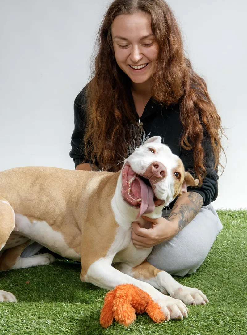 A young medium-sized female Yellow / Tan / Blond / Fawn Pit Bull Terrier dog named Sundae for adoption in Harvey , LA