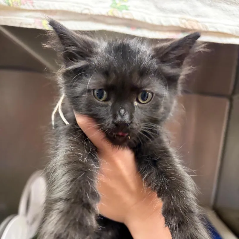 A baby small-sized male Black Domestic Short Hair cat named Sausage for adoption in Mentor, OH