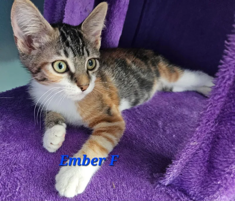 A baby medium-sized female Tabby (Orange / Red) Tabby cat named Ember for adoption in Springfield, OR