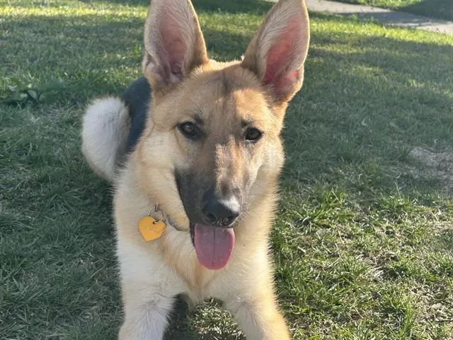 A young medium-sized female German Shepherd Dog dog named Stix for adoption in Riverside, CA