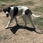 A baby large-sized male English Foxhound dog named Scout for adoption in Brazoria, TX