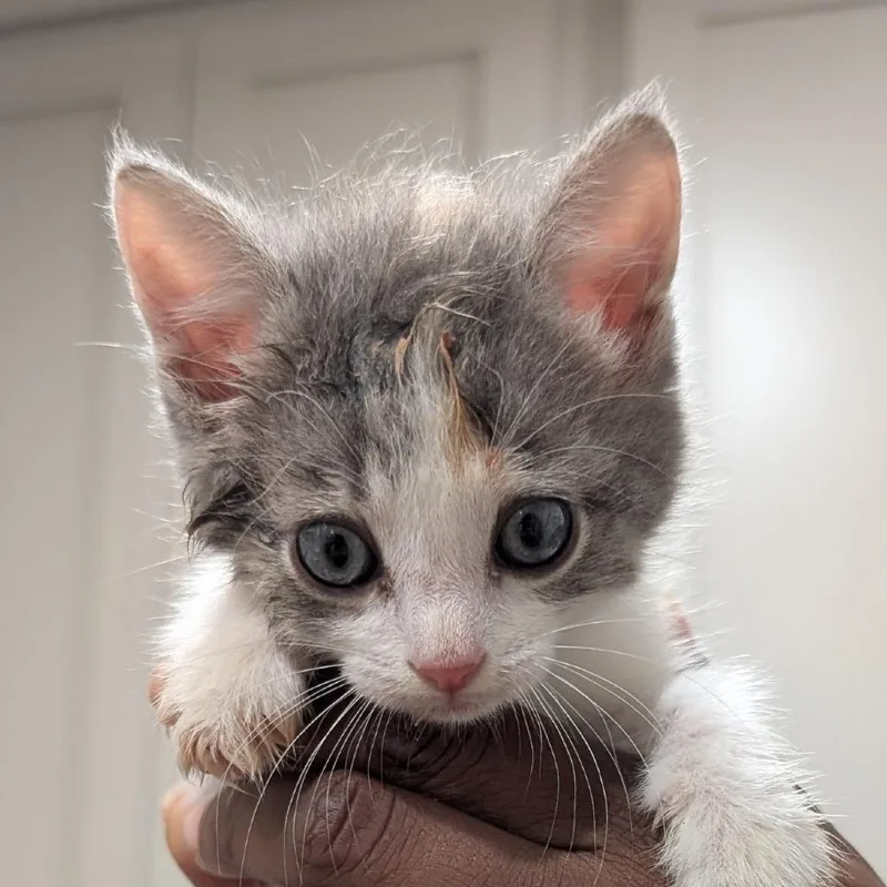 A baby small-sized female White Domestic Medium Hair cat named Honey for adoption in Buchanan Dam, TX
