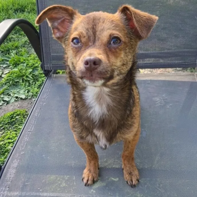 A baby small-sized male Brindle Chihuahua dog named Taquito for adoption in Normal, IL