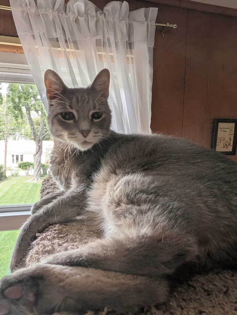 An adult medium-sized male Domestic Short Hair cat named Chase for adoption in Williamston, MI