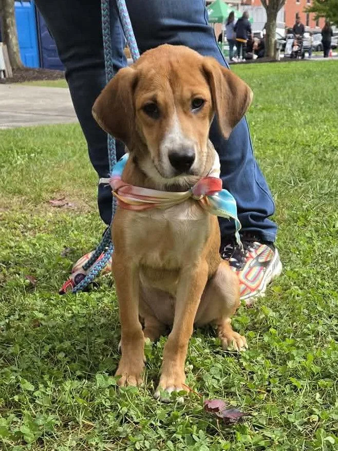 A young large-sized female Hound dog named Corky for adoption in Elkins, WV
