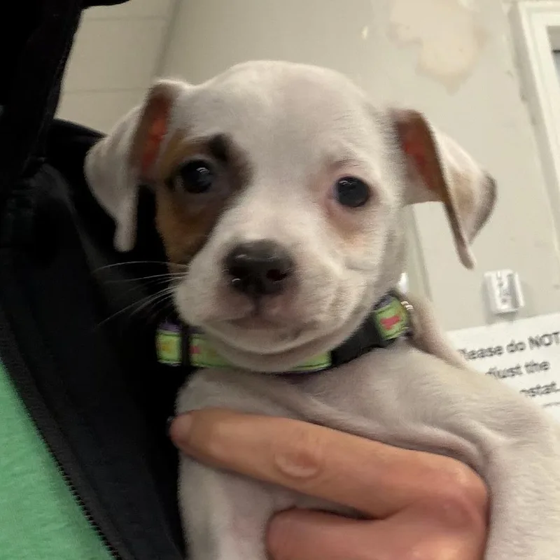 A baby medium-sized female Mixed Breed dog named Brioche for adoption in Greensboro, GA