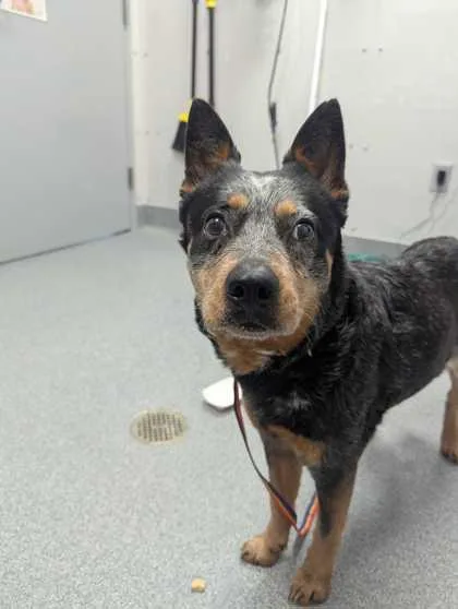 An adult medium-sized female Mixed Breed dog named Blue for adoption in Sevierville, TN