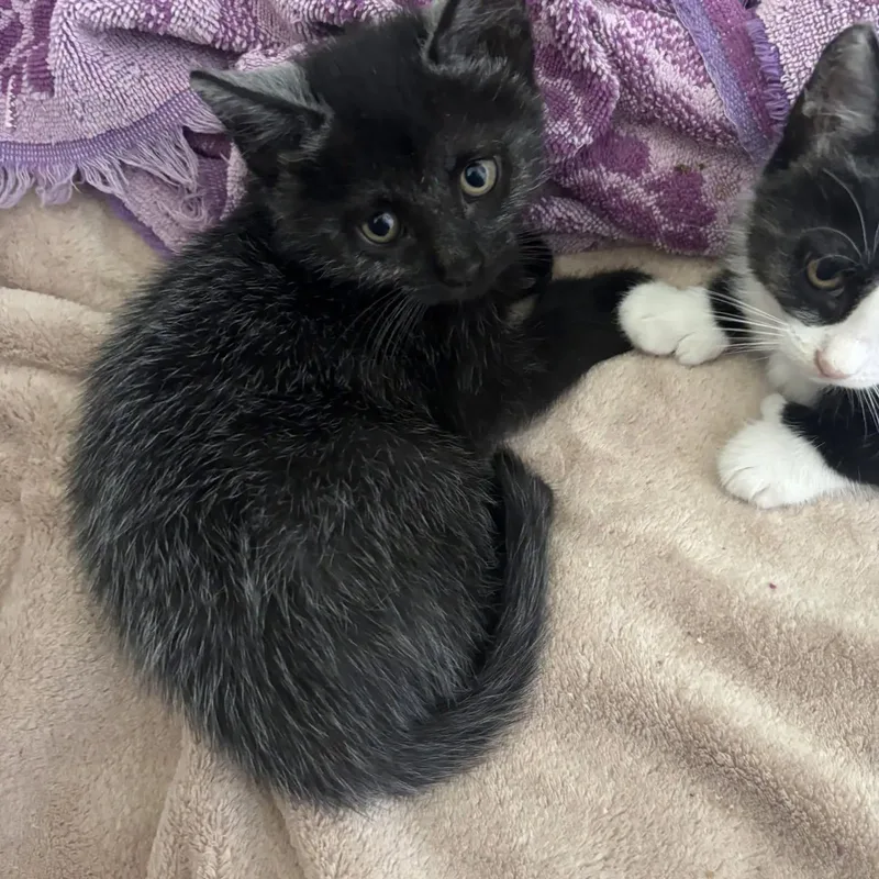 A baby large-sized female Black Domestic Short Hair cat named Boo for adoption in HANSON, MA