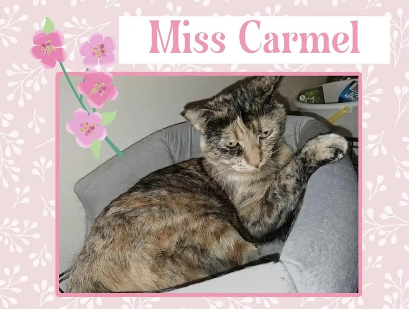 An adult medium-sized female Tortoiseshell Domestic Short Hair cat named Carmel for adoption in Kearney, NE