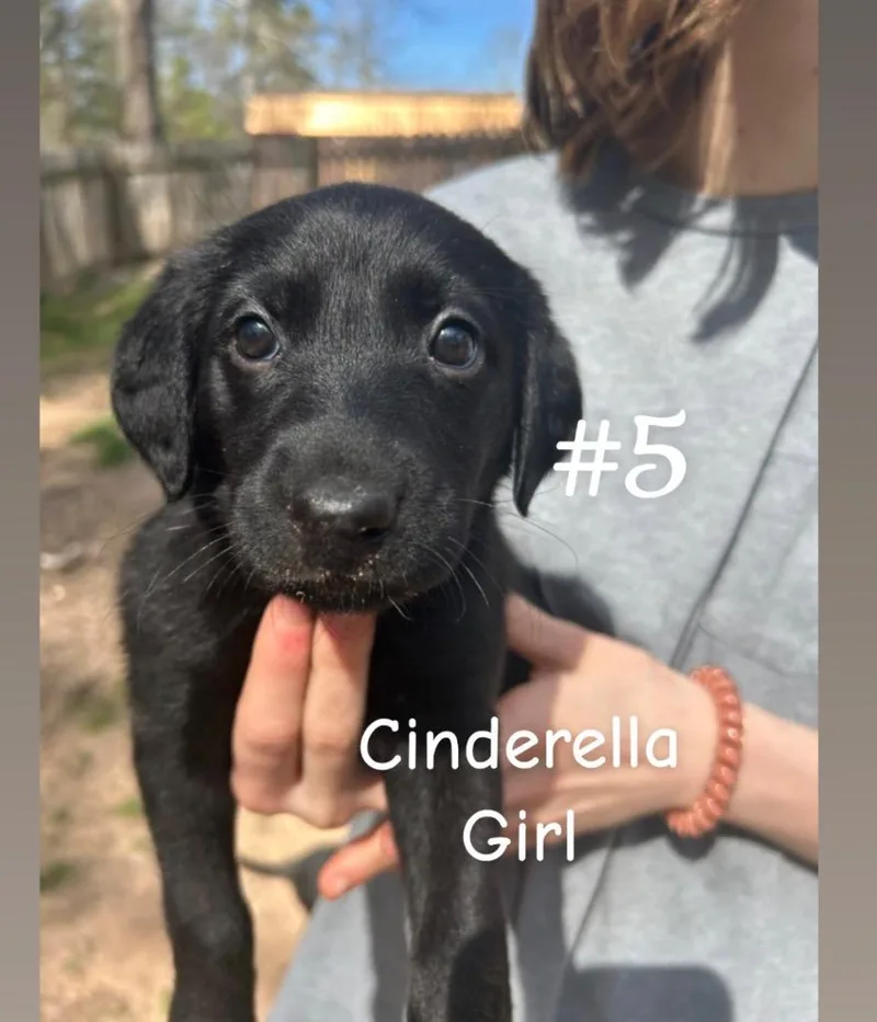 Cinderella thumbnail 2