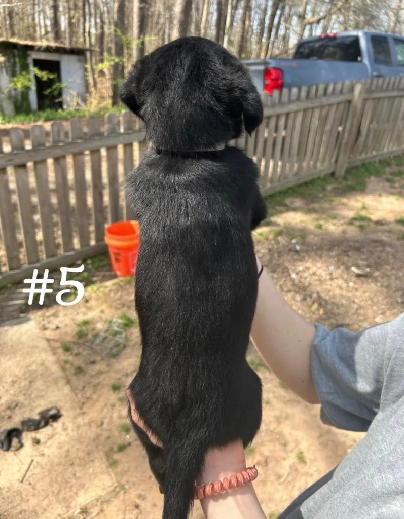 Cinderella thumbnail 3