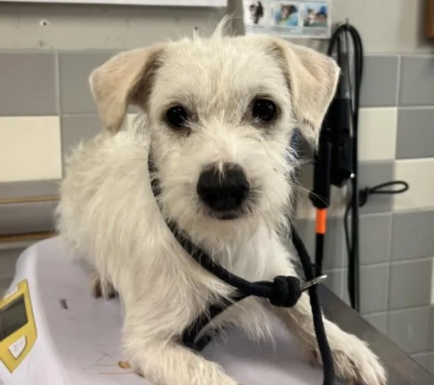 A young medium-sized male Tibetan Terrier dog named Michael for adoption in San Pedro, CA