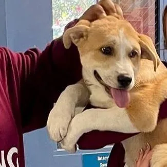 A baby medium-sized female Yellow / Tan / Blond / Fawn Labrador Retriever dog named Whimsy for adoption in Rocky Mount, VA