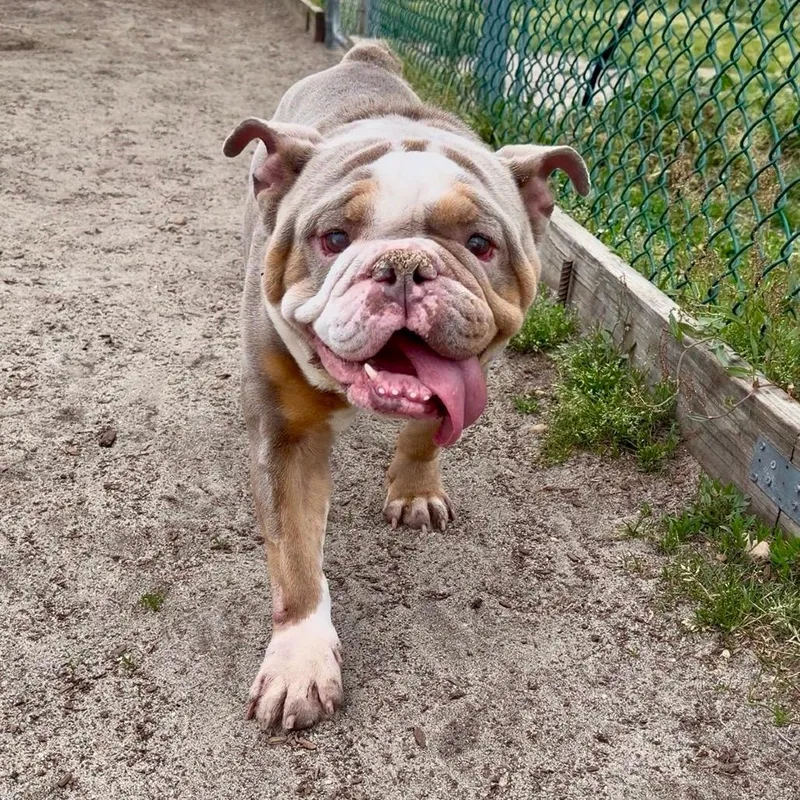 A young medium-sized male English Bulldog dog named Rubble for adoption in Belmar, NJ