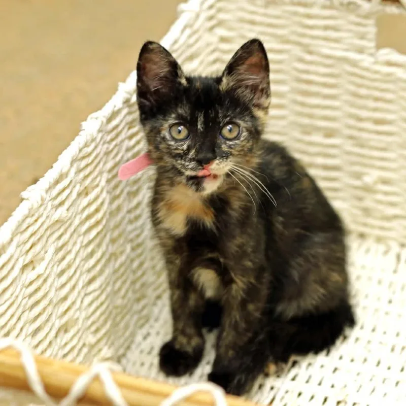 A baby small-sized female Tortoiseshell Domestic Short Hair cat named Kristen for adoption in Houston, TX