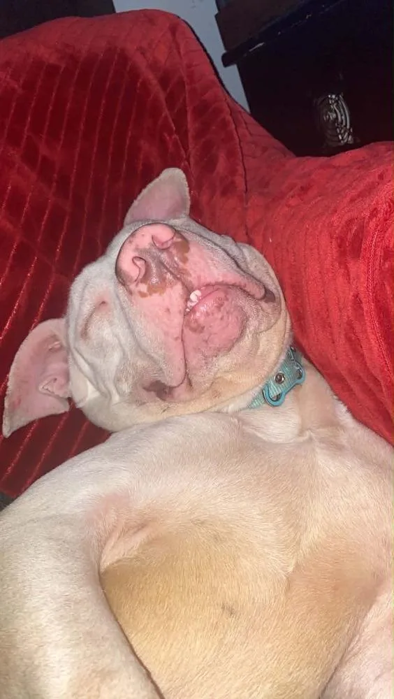 An adult medium-sized male White / Cream Pit Bull Terrier dog named Casper for adoption in Peoria, IL