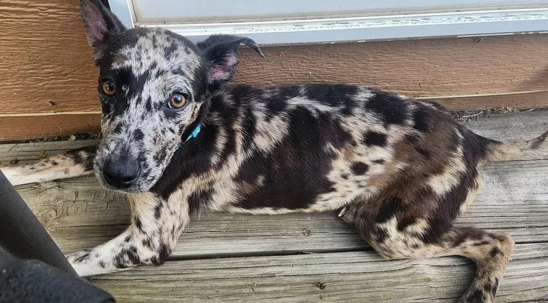 A baby small-sized female Merle (Blue) Whippet dog named Diana for adoption in Colorado Springs, CO