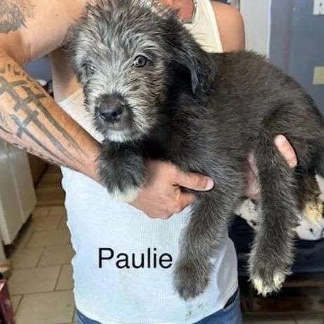 Paulie