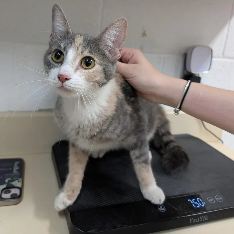 An adult medium-sized female Gray / Blue / Silver Domestic Short Hair cat named Hannah for adoption in Ardmore, OK