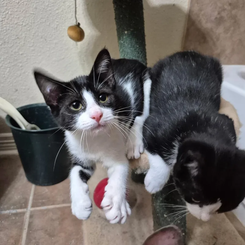 A baby medium-sized male Black & White / Tuxedo Domestic Short Hair cat named Tomato for adoption in Houston, TX