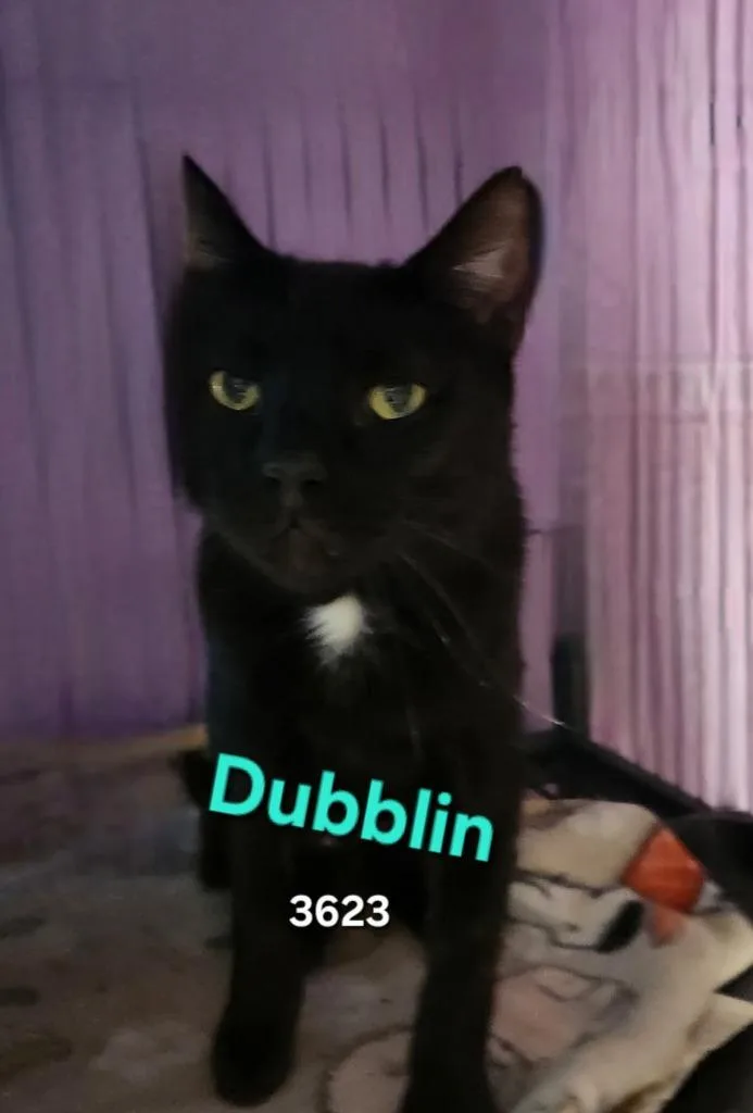 An adult medium-sized female Domestic Short Hair cat named Dubblin for adoption in Cambridge, MD