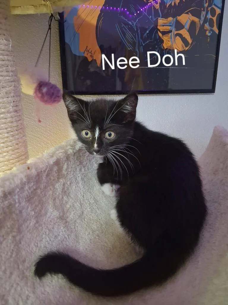 A baby small-sized male Domestic Short Hair cat named Nee Doh for adoption in Kettering, OH