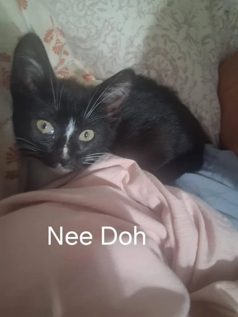 Nee Doh thumbnail 3