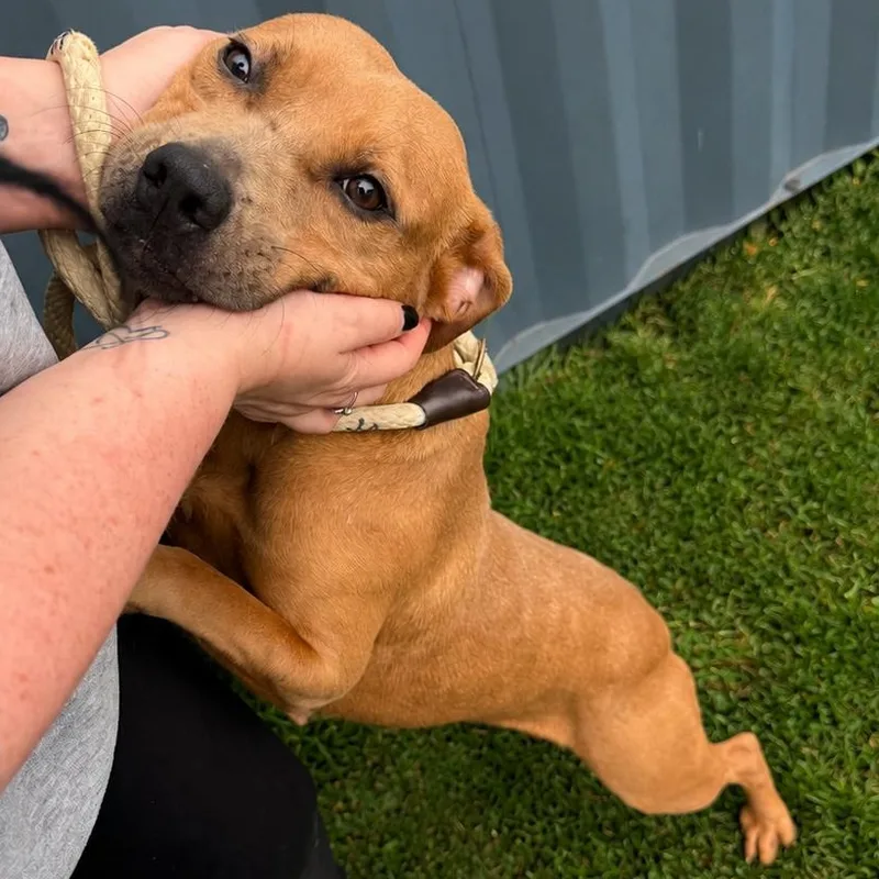 A young medium-sized female Yellow / Tan / Blond / Fawn Pit Bull Terrier dog named Ashley for adoption in Jersey city, NJ