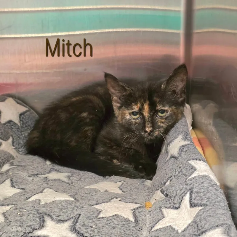 Mitch