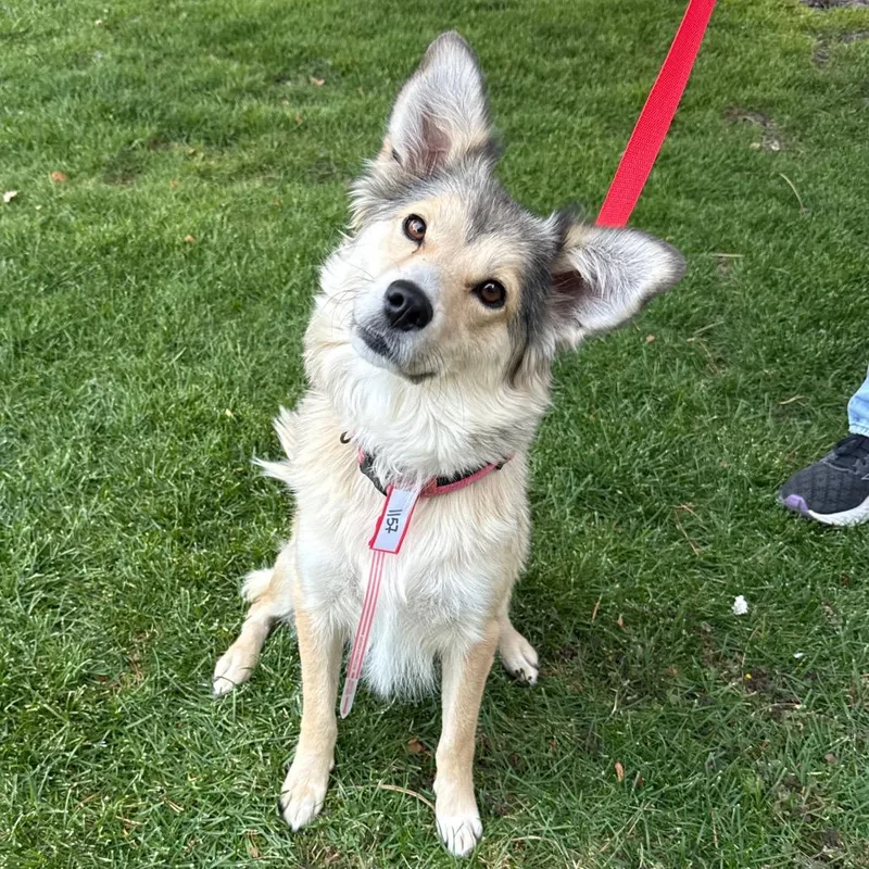 An adult medium-sized female Husky dog named Mama Layla for adoption in Parker, CO
