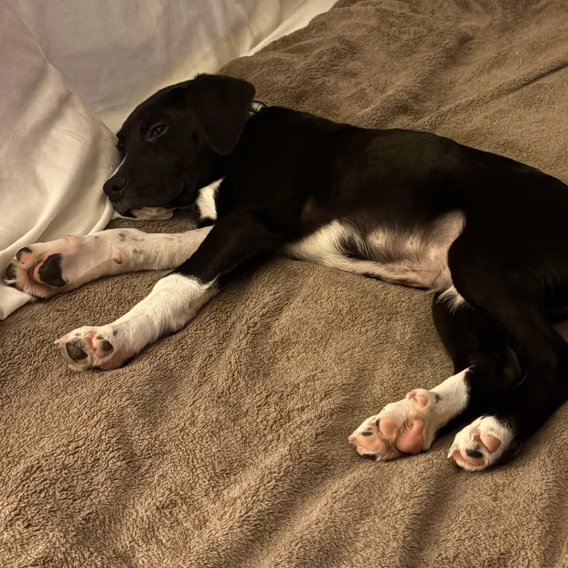 A baby small-sized male Black Mixed Breed dog named Bodhi for adoption in New York, NY