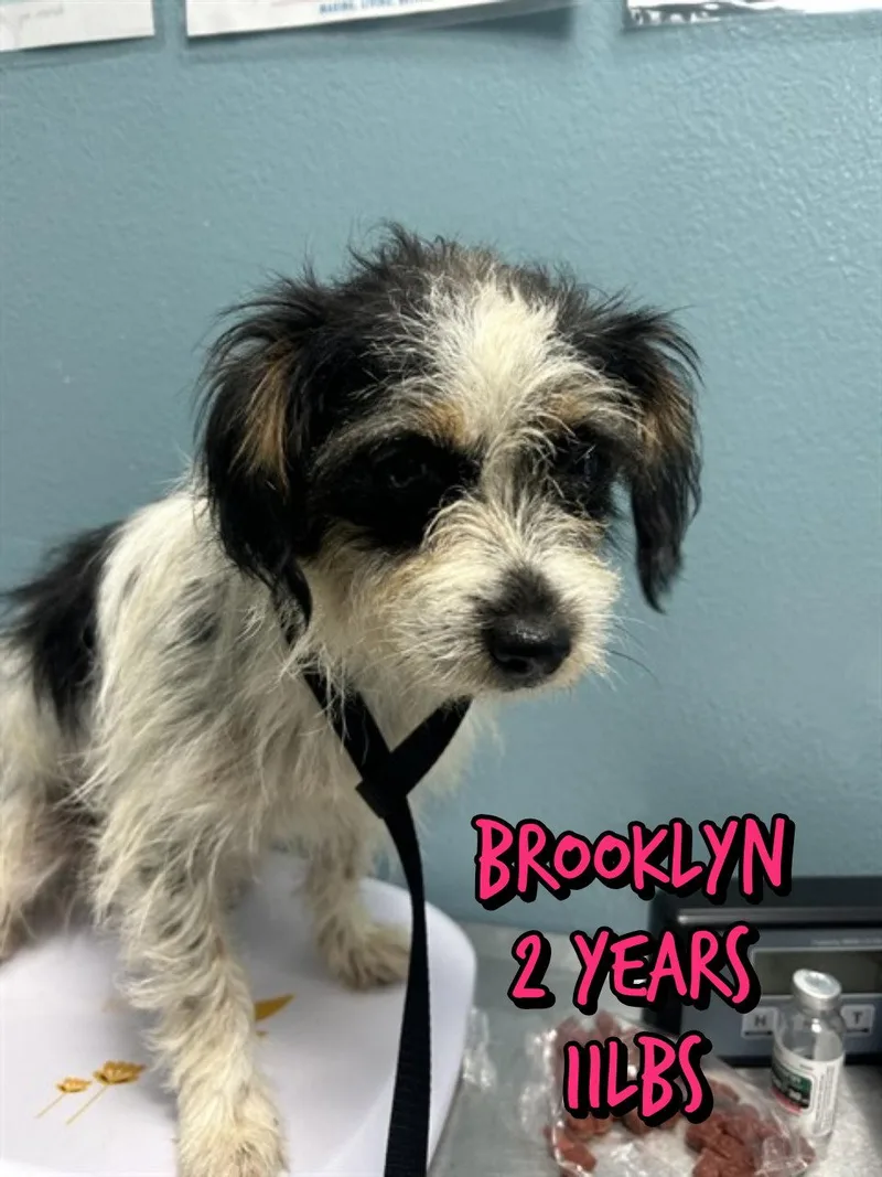 A young small-sized female Mixed Breed dog named Brooklyn for adoption in Holbrook, NY