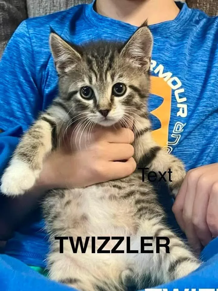 A baby small-sized male Tabby cat named Twizzler for adoption in Maryville, TN