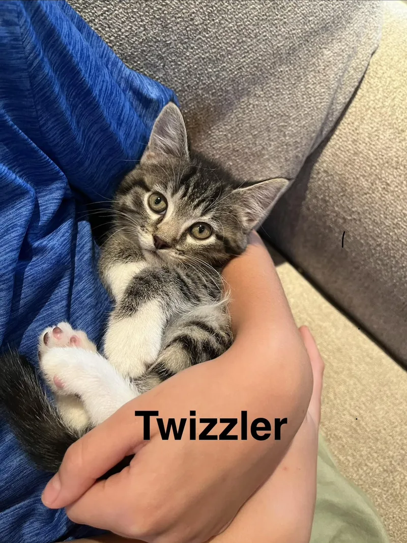 Twizzler thumbnail 2