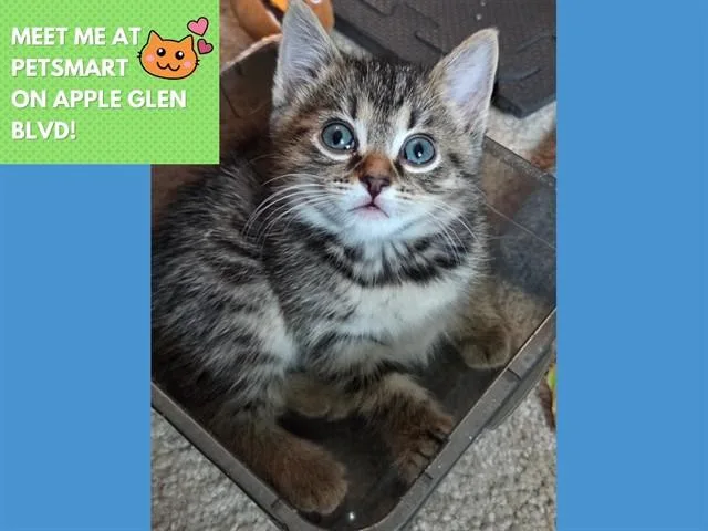 A baby small-sized female Domestic Medium Hair cat named Juno for adoption in Fort Wayne, IN