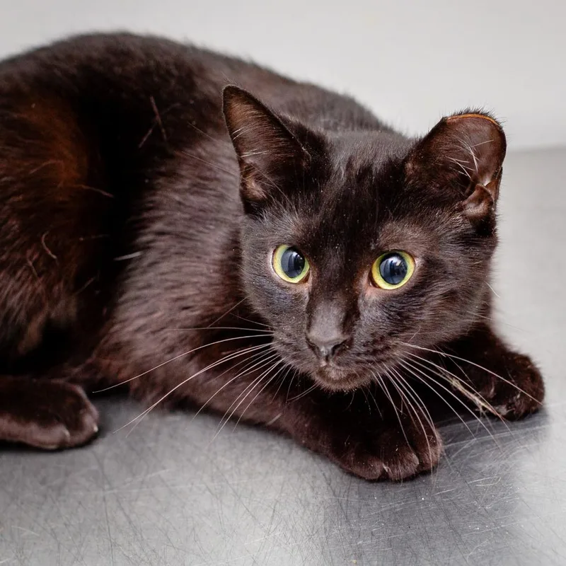 French Fry thumbnail 2