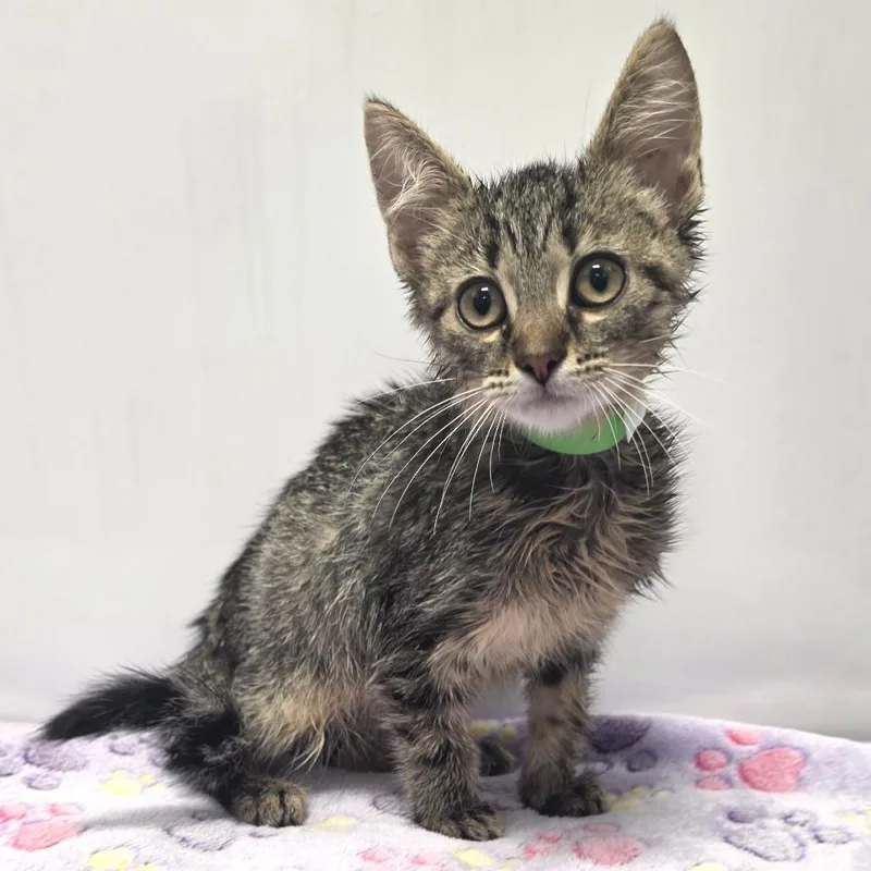 A baby small-sized male Brown / Chocolate Domestic Short Hair cat named Micah for adoption in Fort Wayne, IN
