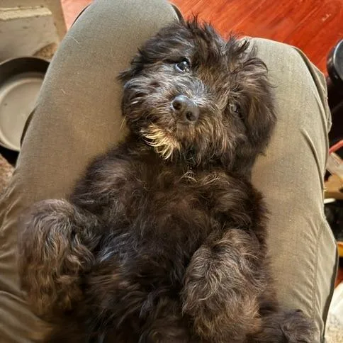 A baby medium-sized female Black Australian Shepherd dog named Meredith for adoption in The Colony, TX