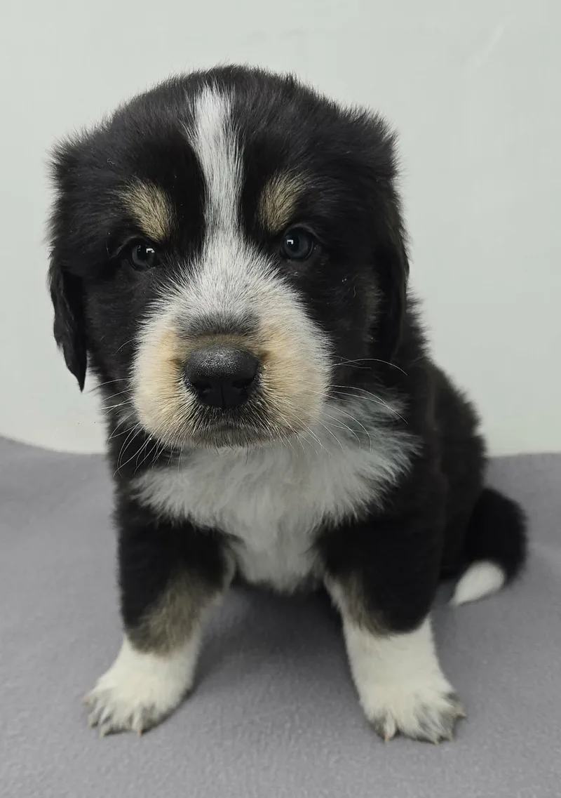 Hawkster thumbnail 2